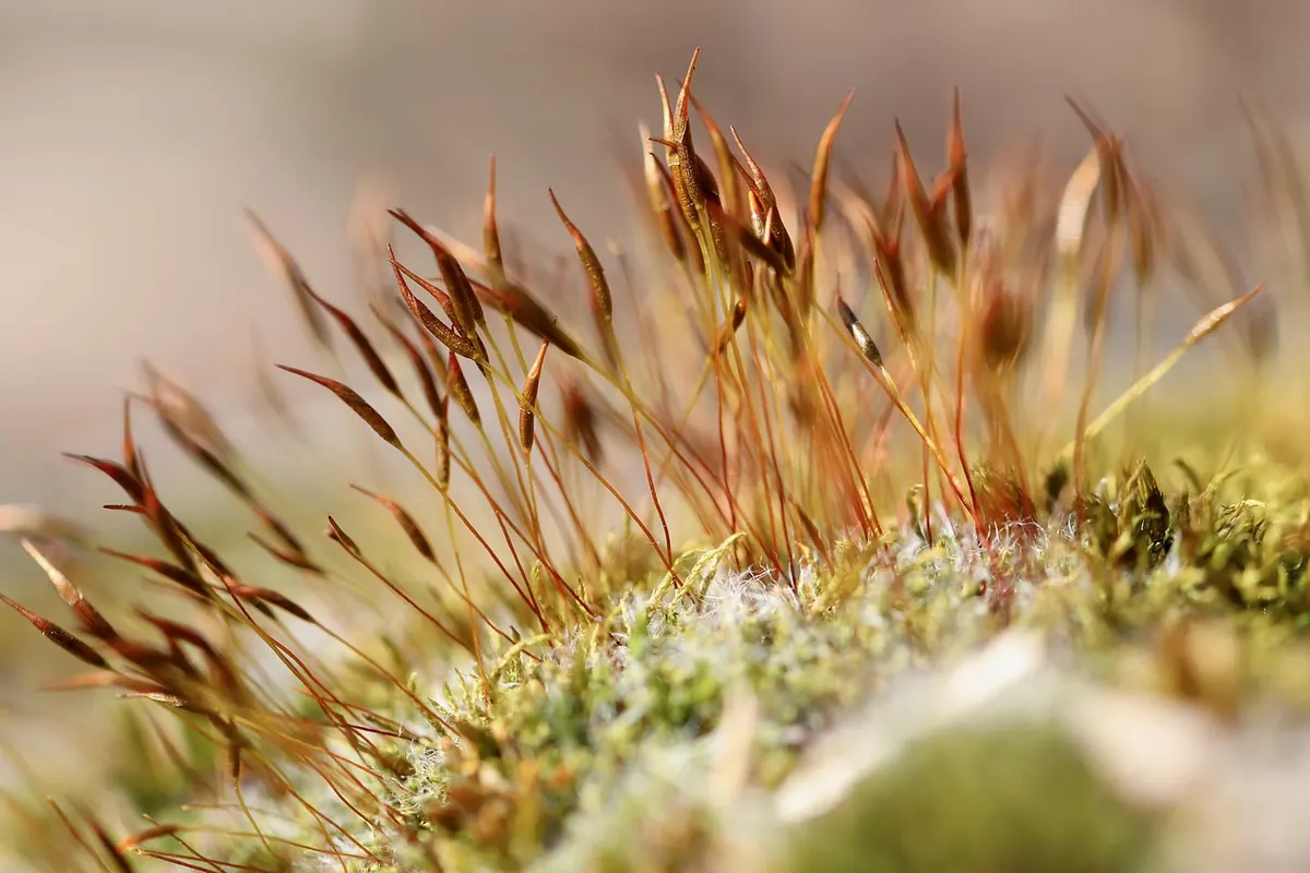 Beginner's Guide to Terrarium Moss: Which Types Thrive Indoors?