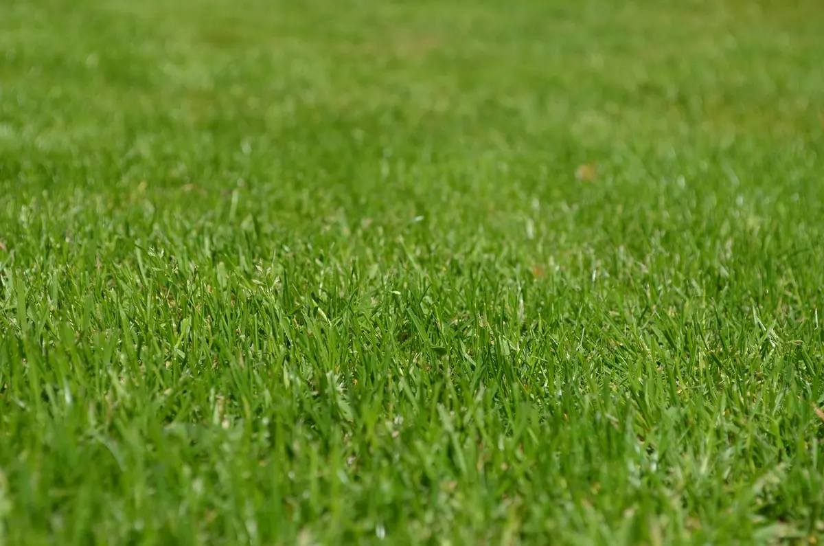 How to Grow a Moss Lawn in a Shady UK Garden: Step-by-Step Guide