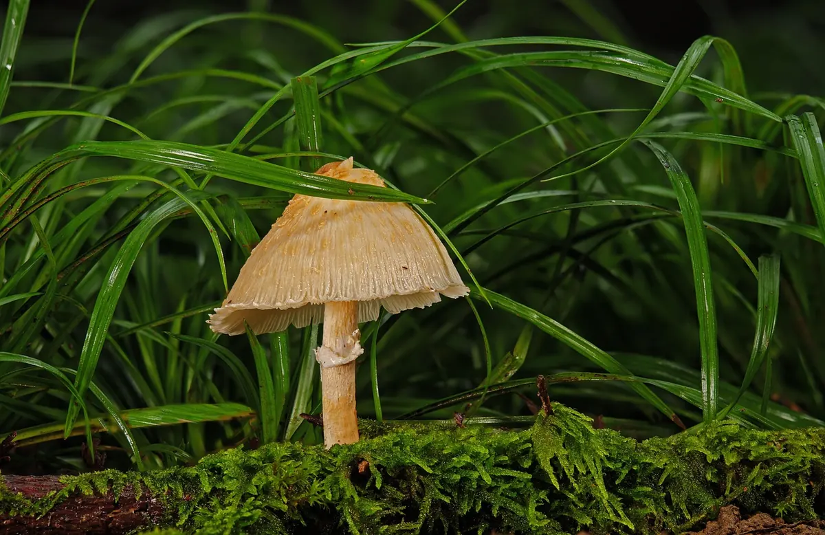 How to Identify 10 Common British Moss Species in Your Garden
