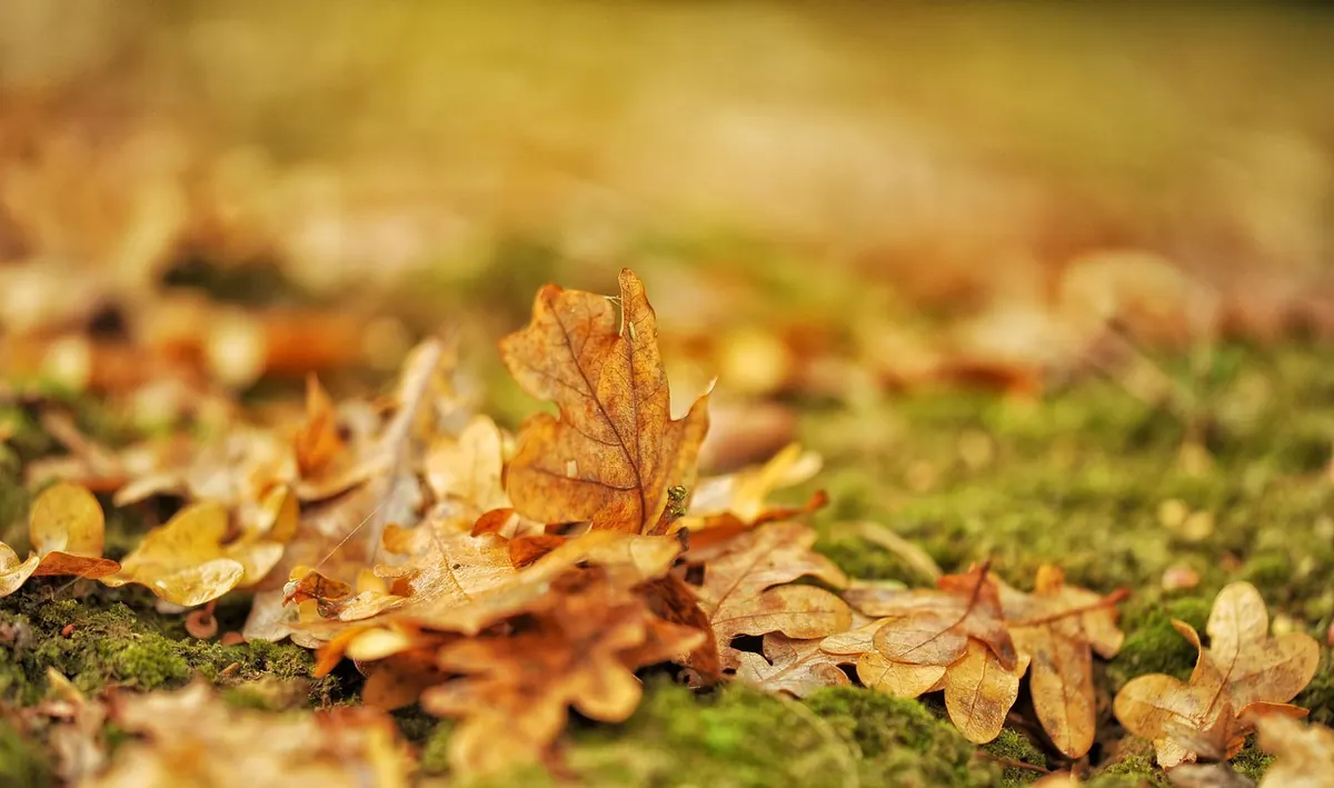 Seasonal Moss Care Calendar for UK Gardens: What to Do Each Month